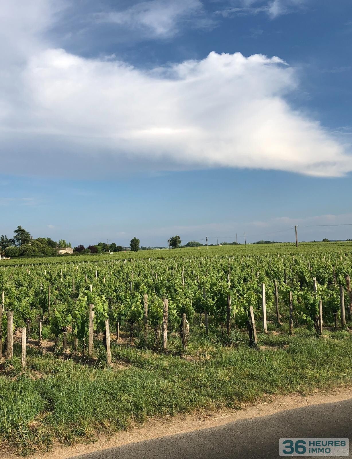Vignes AOC POMEROL