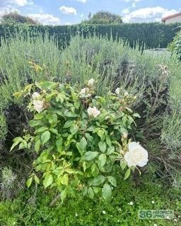 Maison avec grand jardin à saint-palais-sur-mer