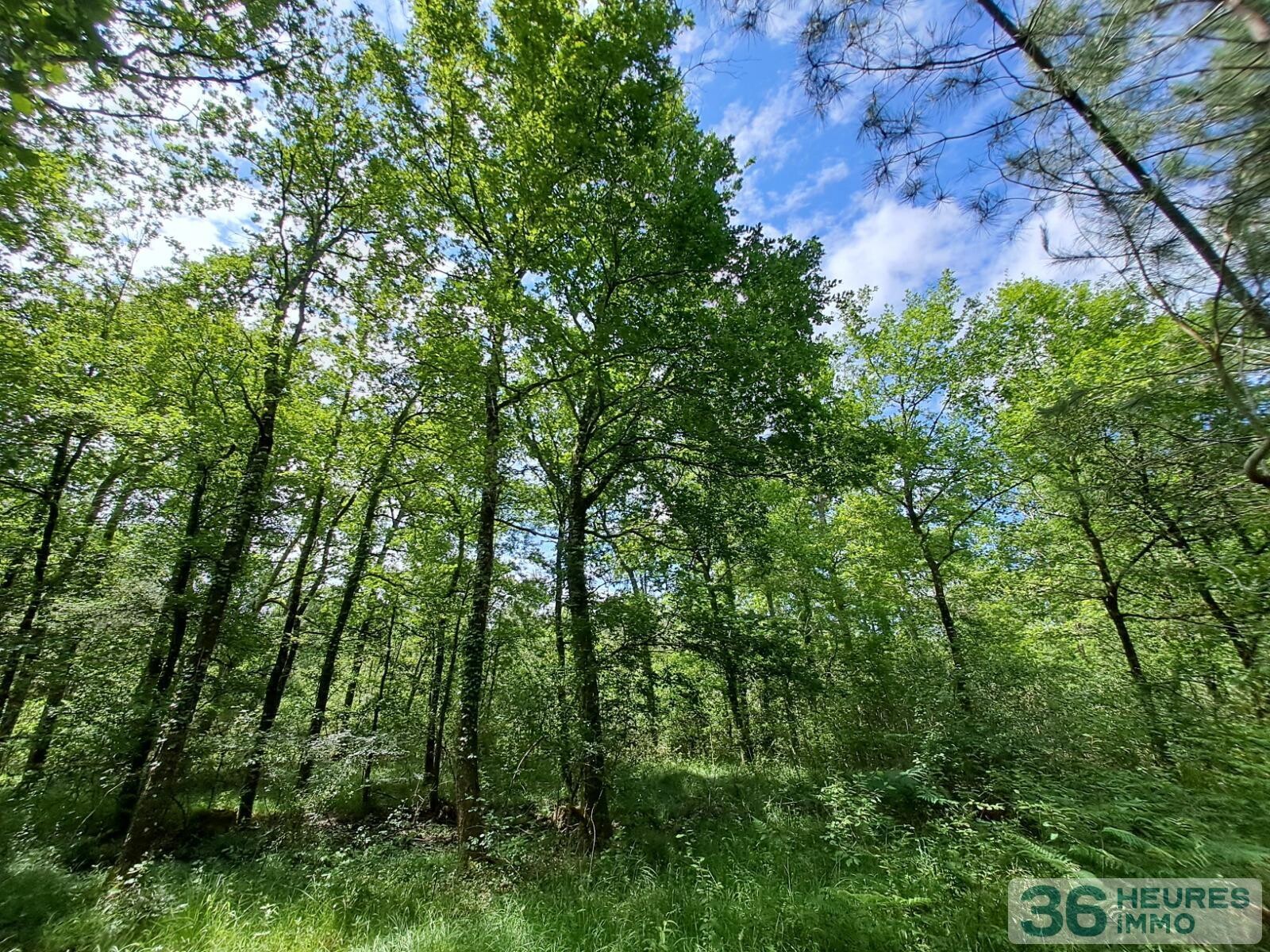 Propriété forestière