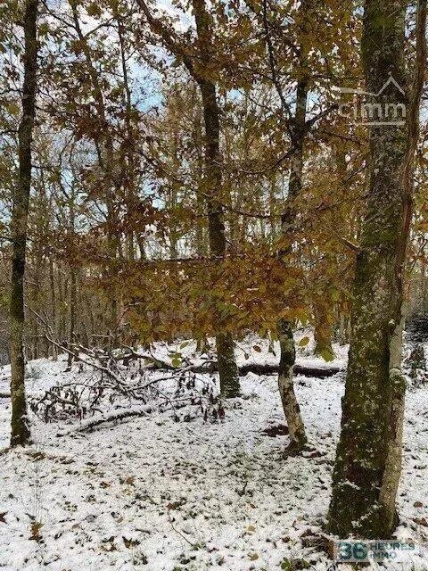 Bois à vendre-ST GERMAIN DE MODEON