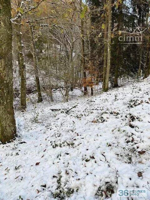 Bois à vendre-ST GERMAIN DE MODEON