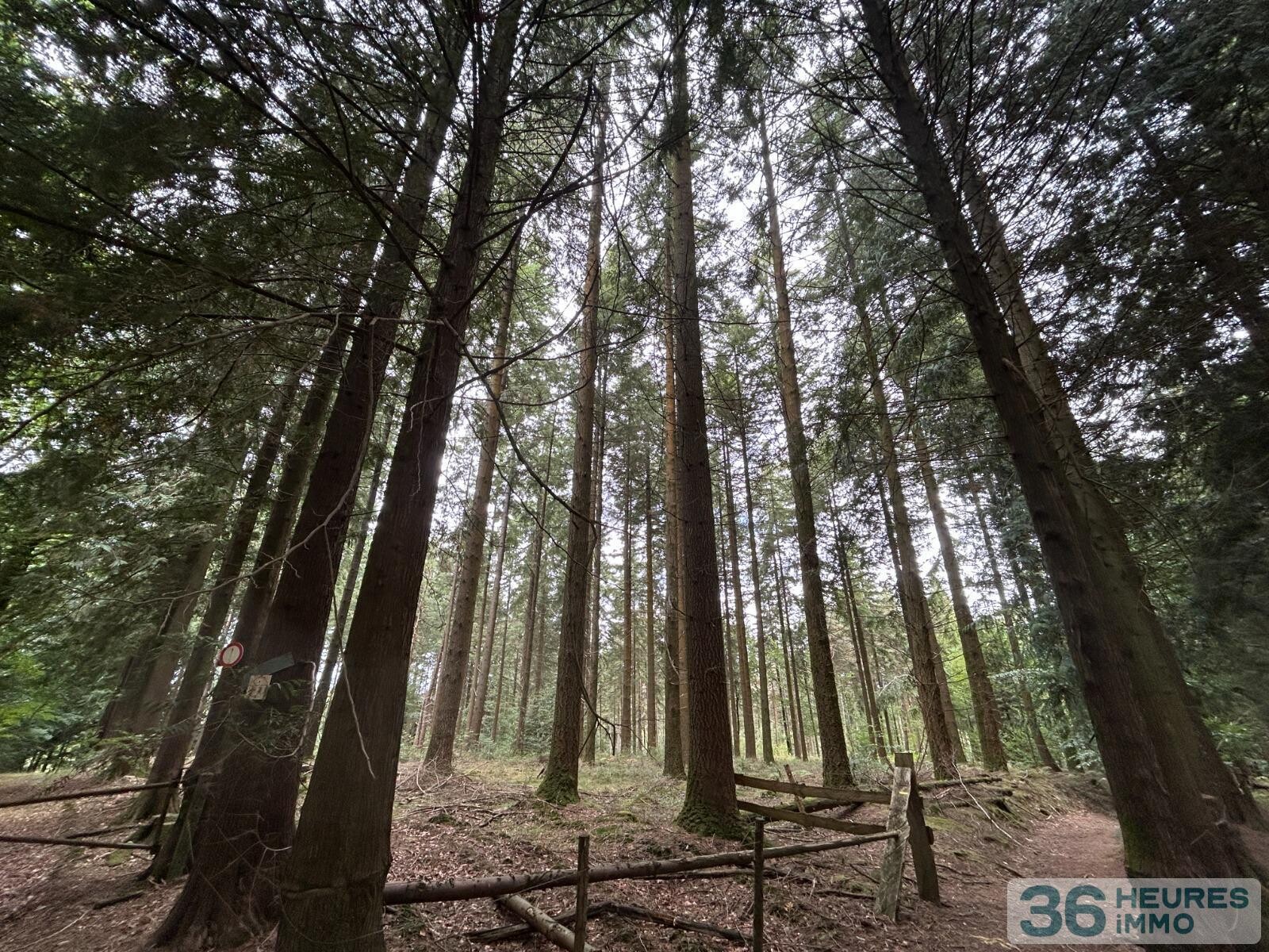 BOIS DU MONT D'HERE  SUR 51HA97A65CA  LE MENIL DE BRIOUZE 61 220 