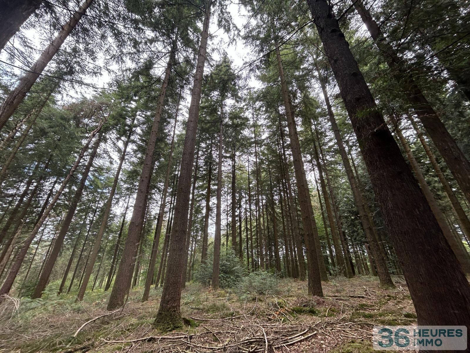 BOIS DU MONT D'HERE  SUR 51HA97A65CA  LE MENIL DE BRIOUZE 61 220 