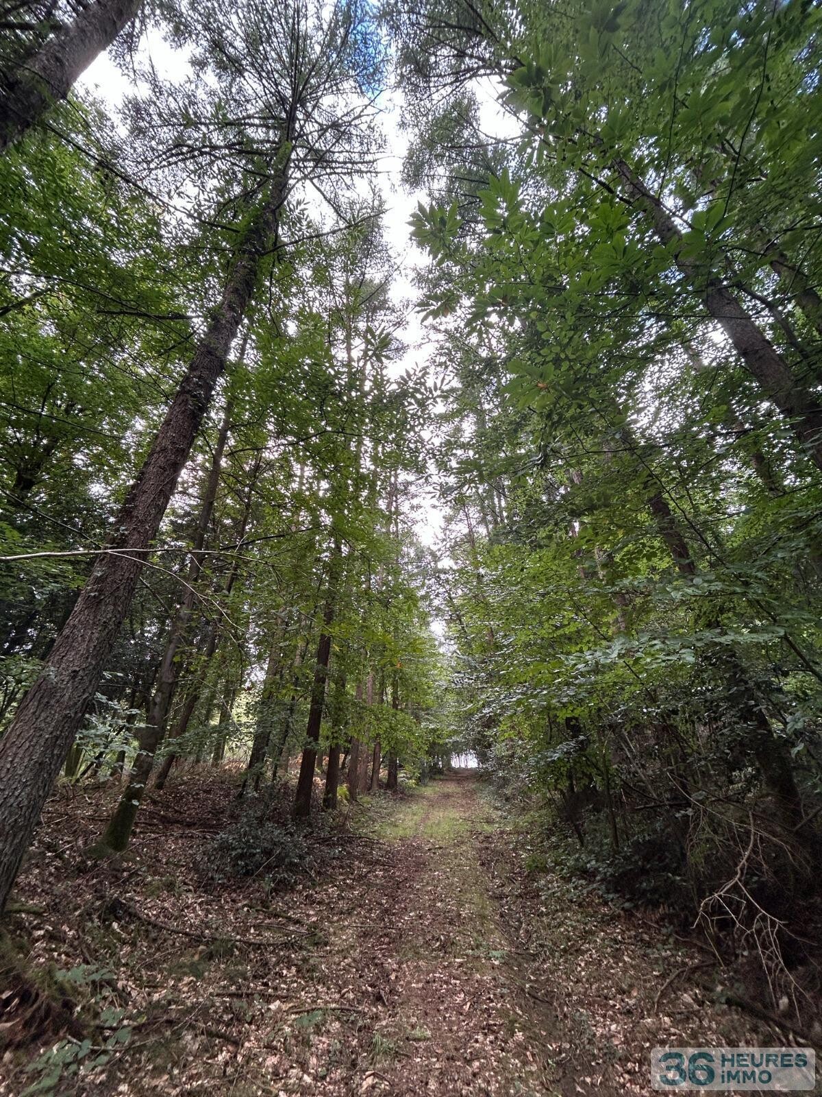 BOIS DU MONT D'HERE  SUR 51HA97A65CA  LE MENIL DE BRIOUZE 61 220 