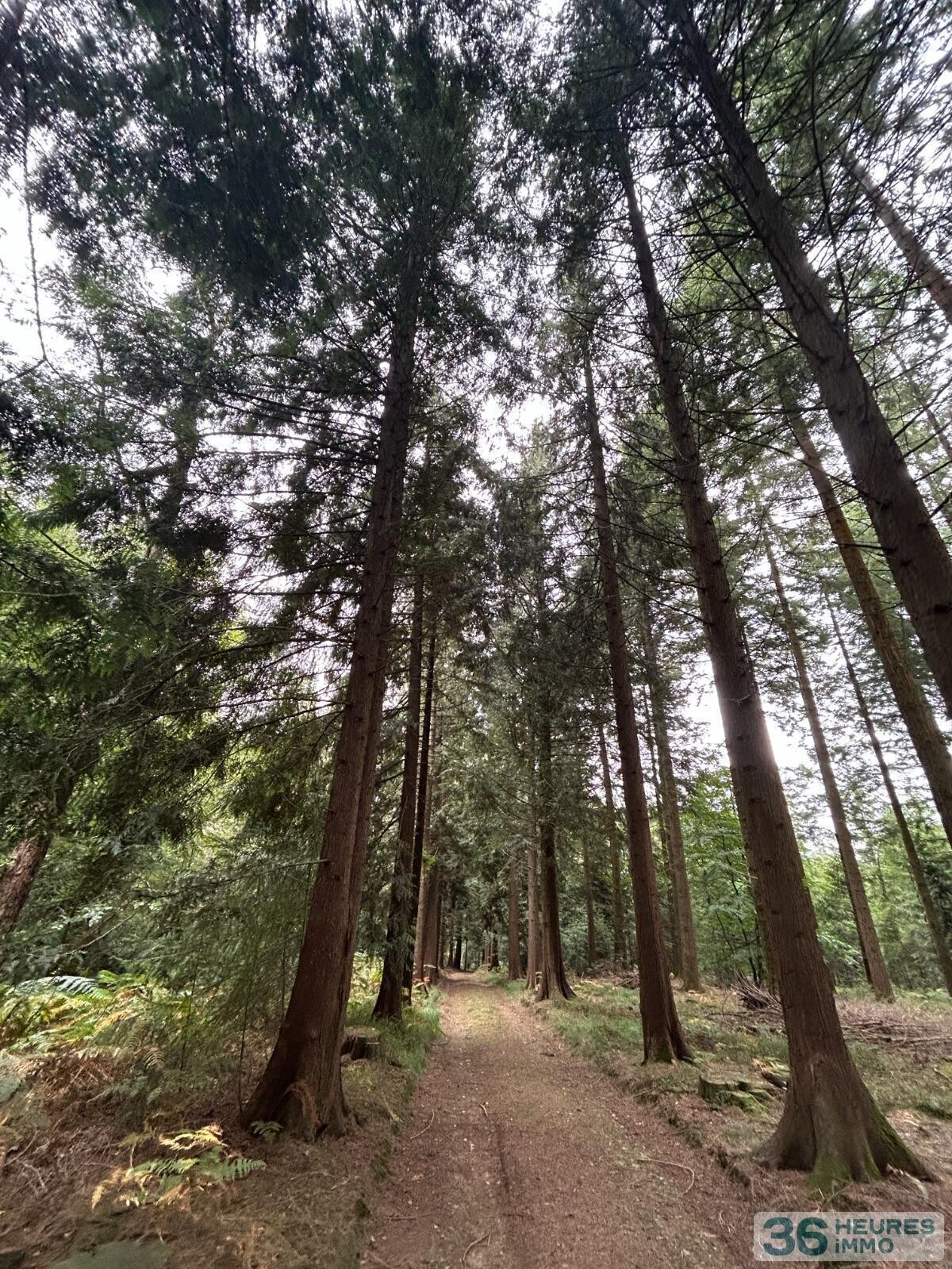 BOIS DU MONT D'HERE  SUR 51HA97A65CA  LE MENIL DE BRIOUZE 61 220 