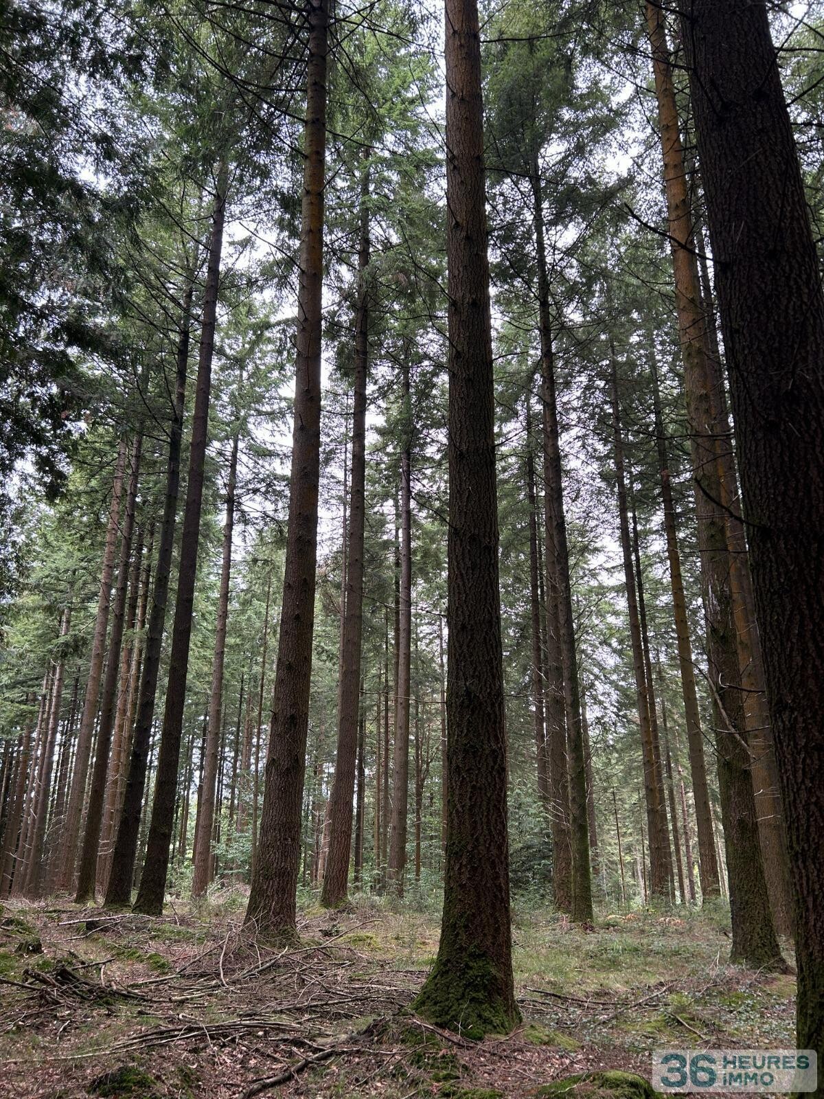 BOIS DU MONT D'HERE  SUR 51HA97A65CA  LE MENIL DE BRIOUZE 61 220 