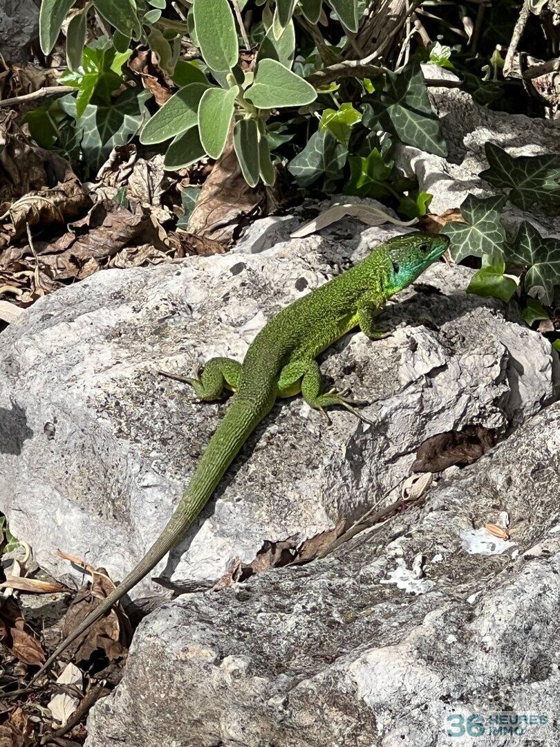 DOMAINE HOTEL RESTAURANT DROME