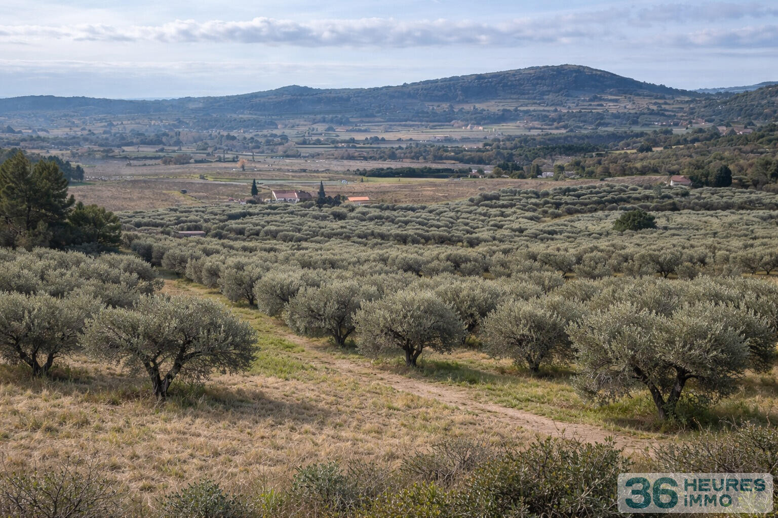 Oliveraie de caractère - 1 hectare - Zone AOP Bandol - Le Castellet